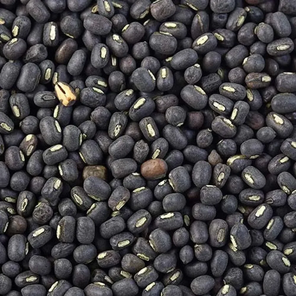 Black Urad Dal Sabut, High in Protein, Packaging Size: 50 Kg