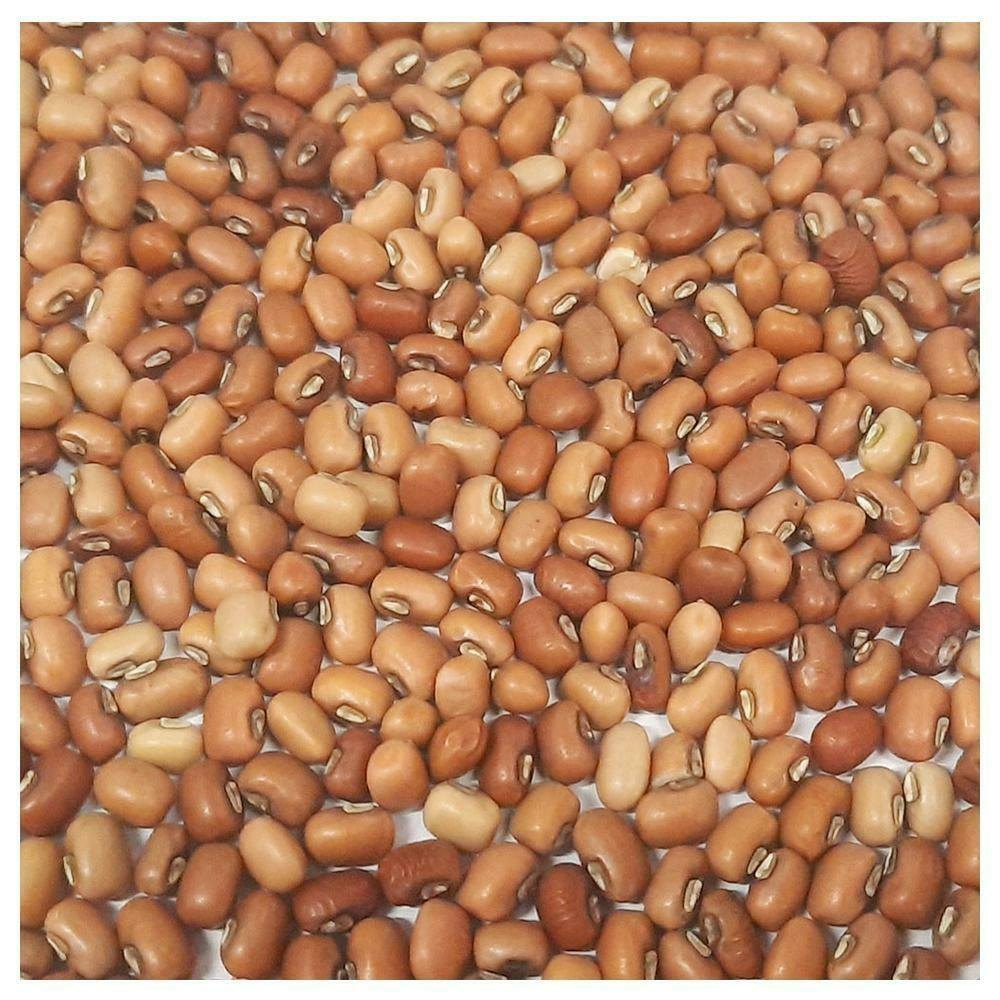 Brown Lobia Beans, Pan India, High in Protein