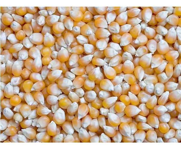 Food Grade Maize