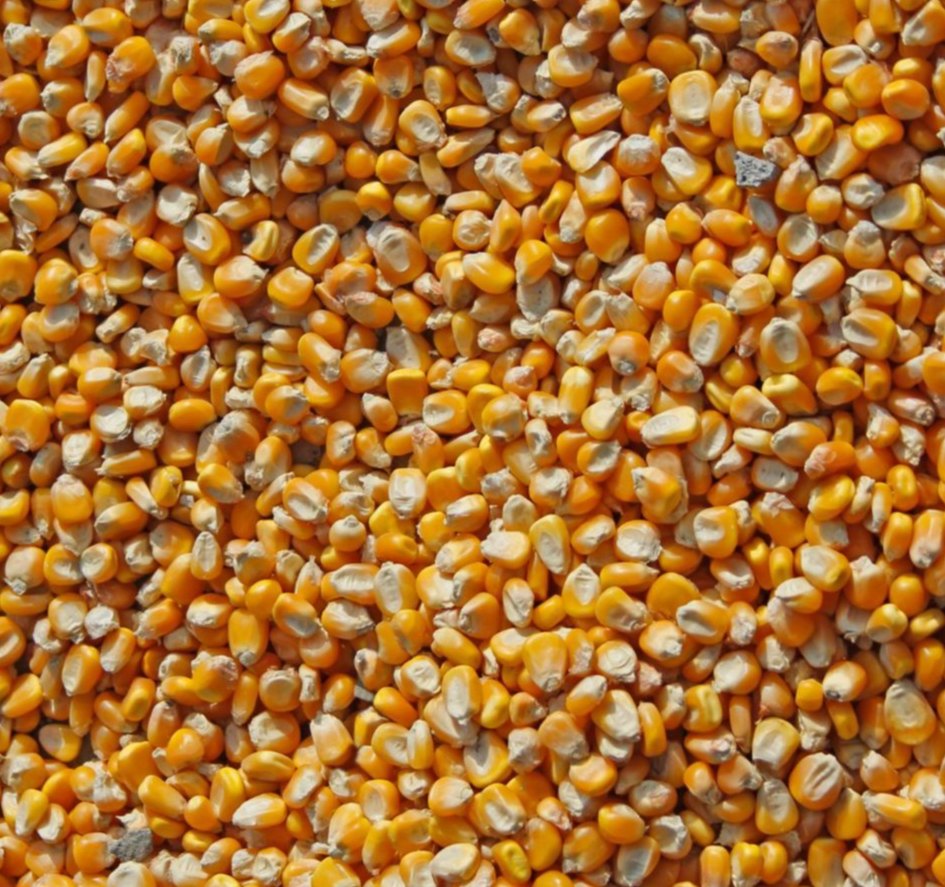 Kew Miller Yellow Maize Corn, For Cooking