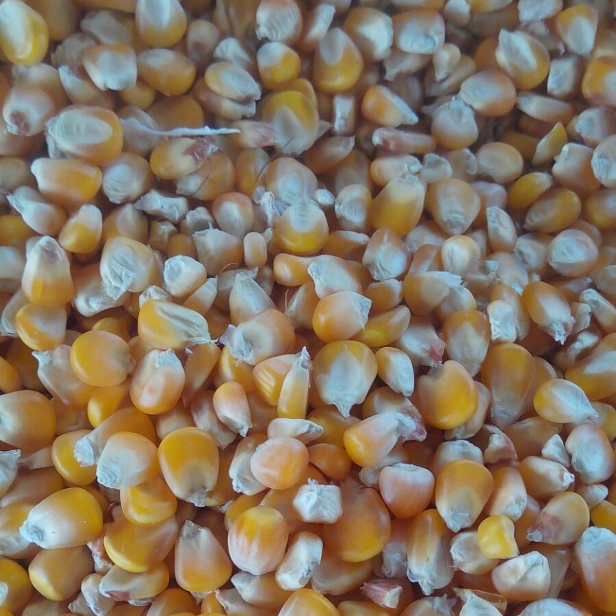 Small Yellow Maize