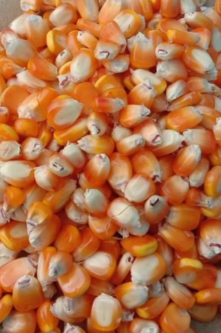 High In Protein Yellow Corn