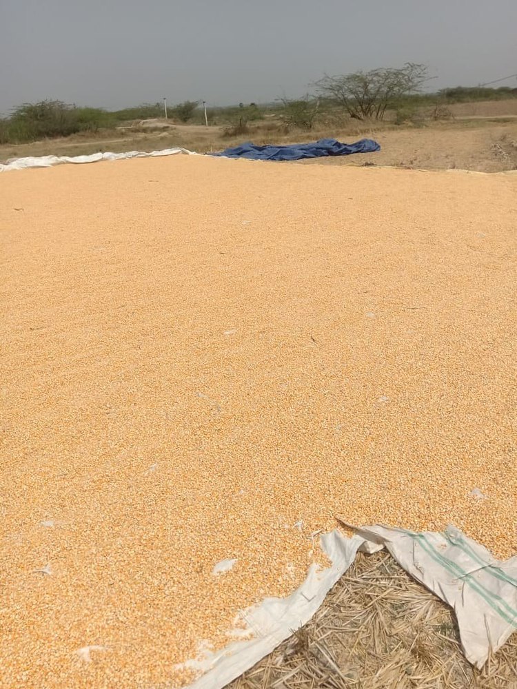 Yellow Dry Maize