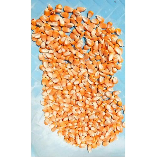 Maize