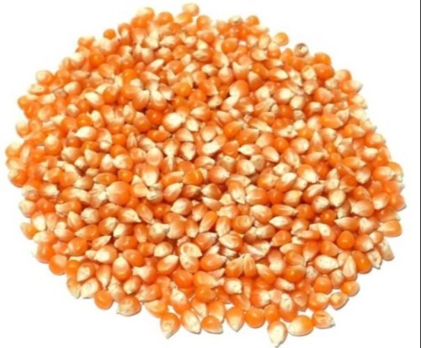 Amatya Brown Maize, Organic
