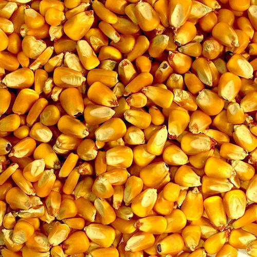 African Tall Yellow Maize