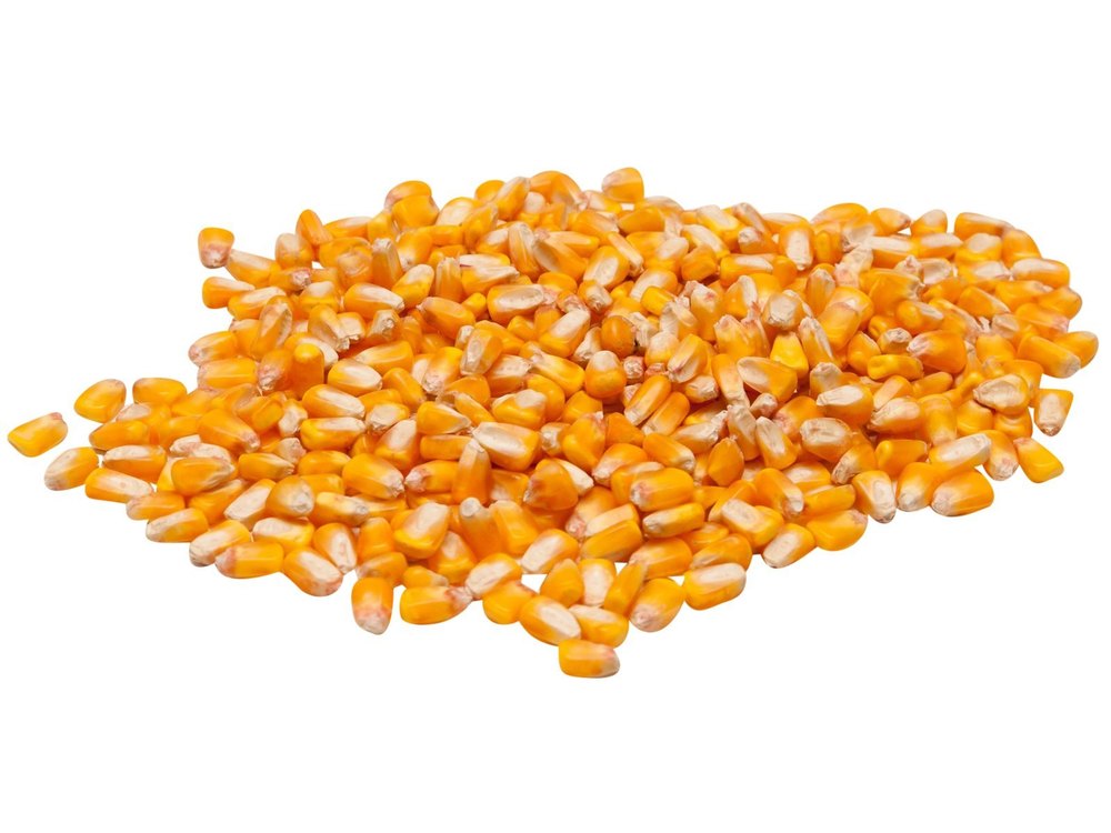 Yellow Dry Maize, Organic