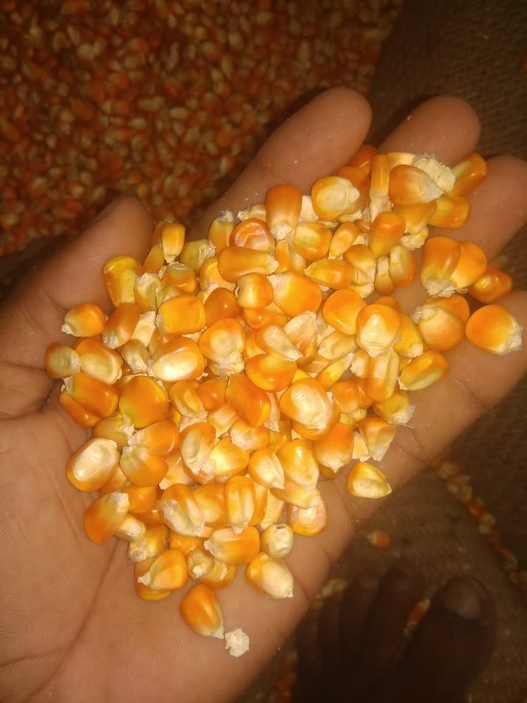 Pepperflakes Dry Yellow Maize, For Food, High in Protein for Human Consumption