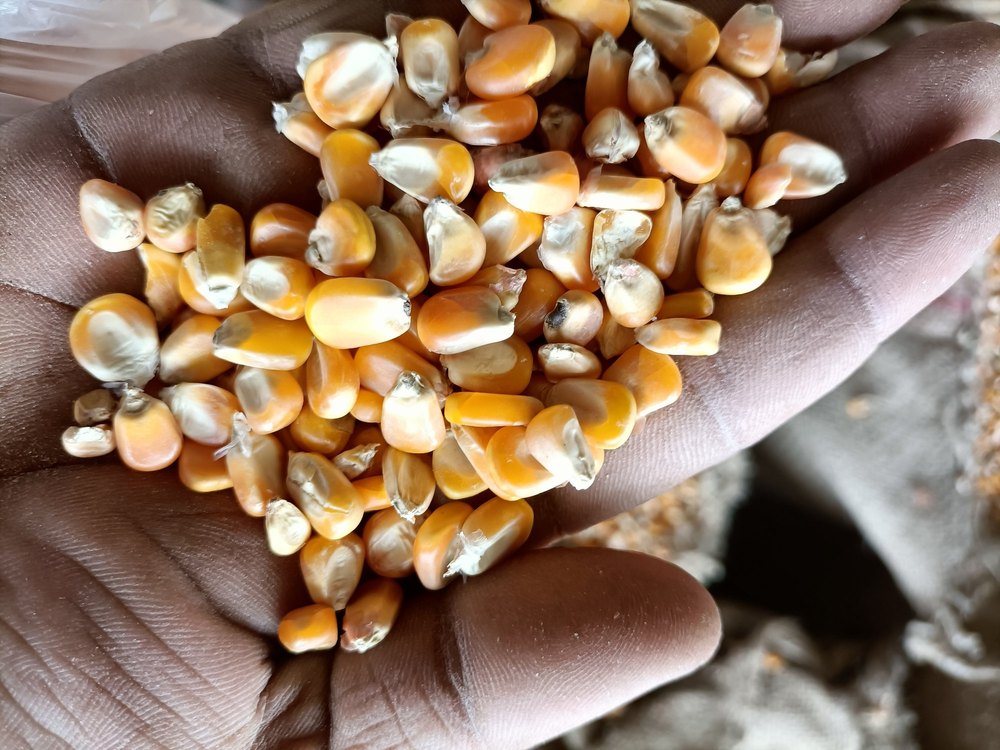 Yellow Dry Maize, High in Protein