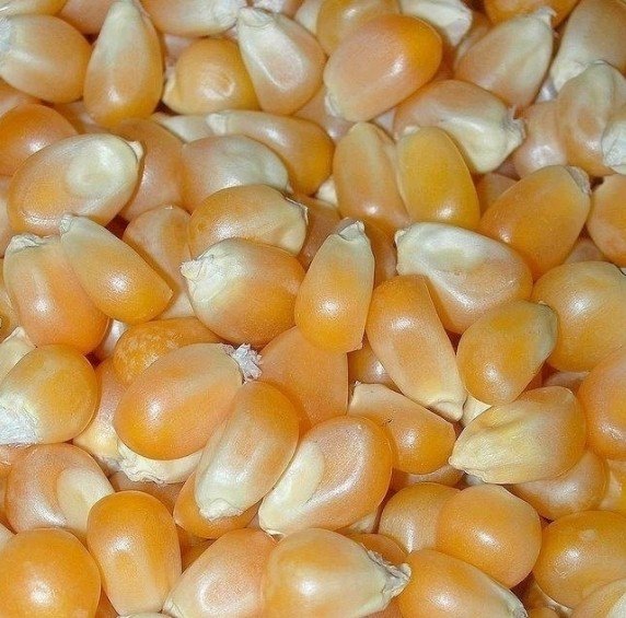 Grade A Yellow Maize, High in Protein, Packaging Size: 50 kg