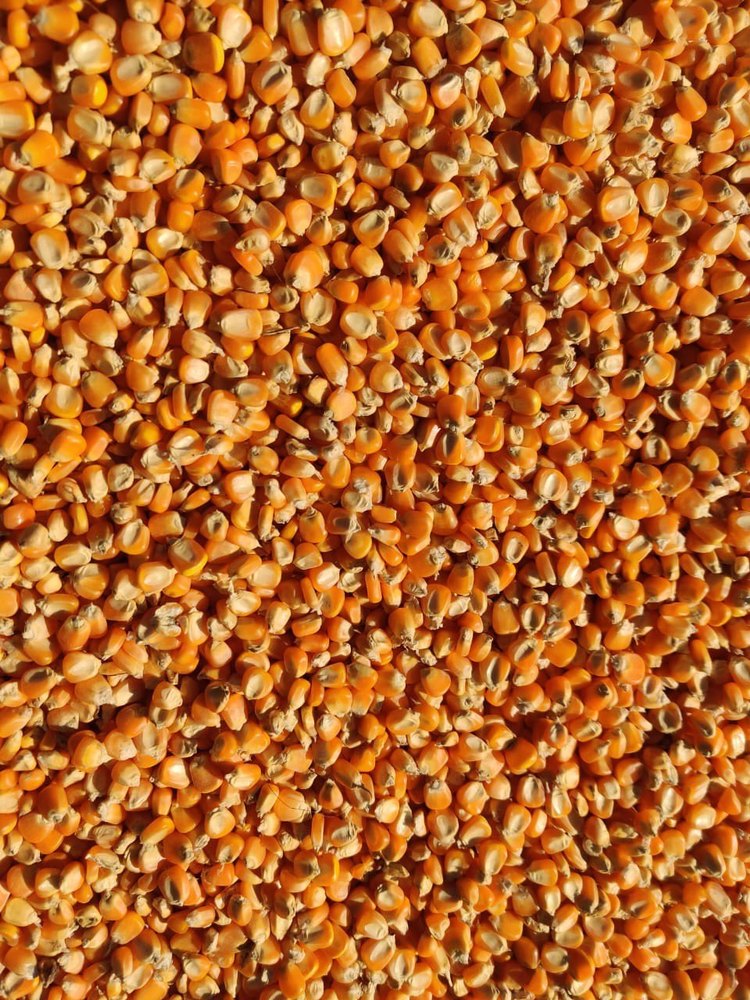 Yellow Corn Maize For Animal Feed, High in Protein