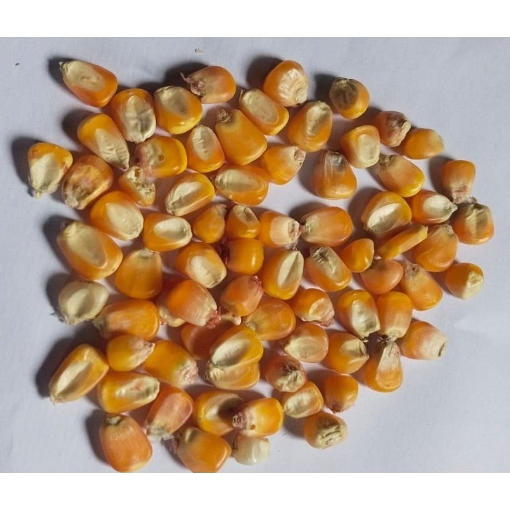 Yellow Maize, For Food