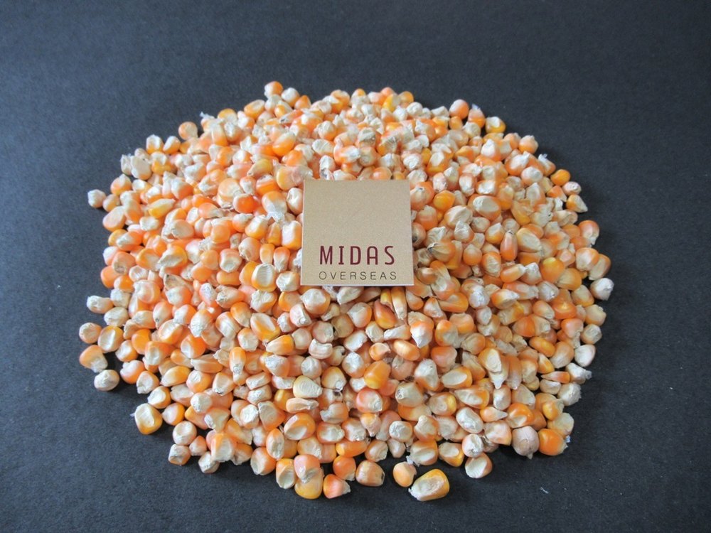 Cold Storage Yellow Maize