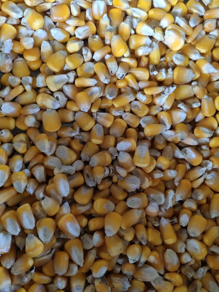 Yellow Maize