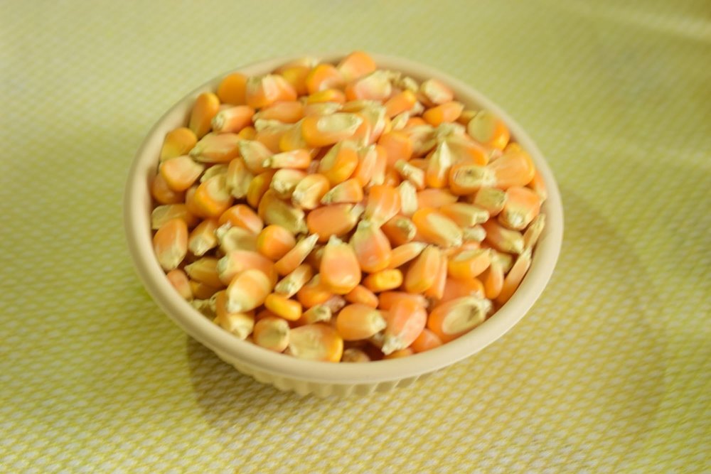 Warehouse Fresh Yellow Corn, For Cooking, Organic