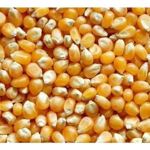 Feed Yellow Poultry Makka Maize, Organic