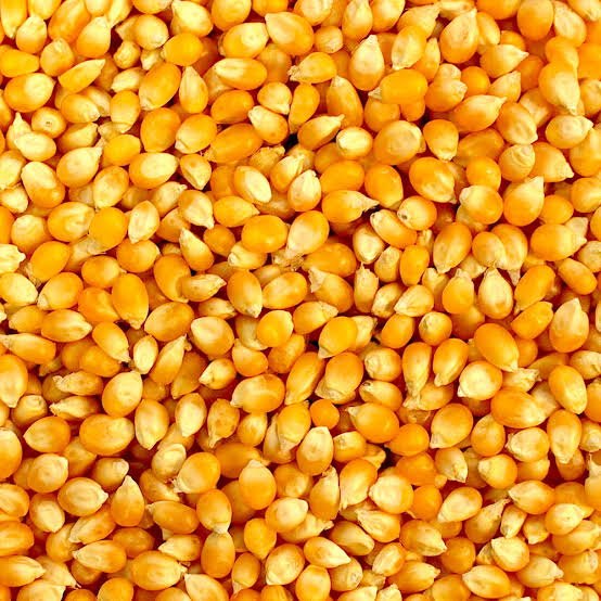 Dried Yellow Maize, For Agriculture, Packaging Type: Bag