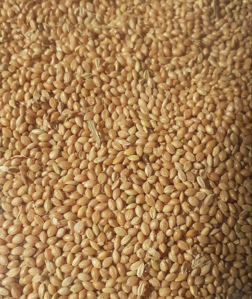 Yellow Badi Kangni, Packaging Size: 50 Kg, High in Protein
