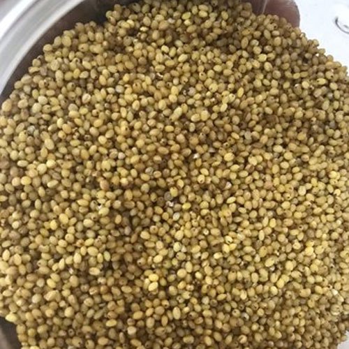 Yellow Thinai Rice Foxtail, High in Protein