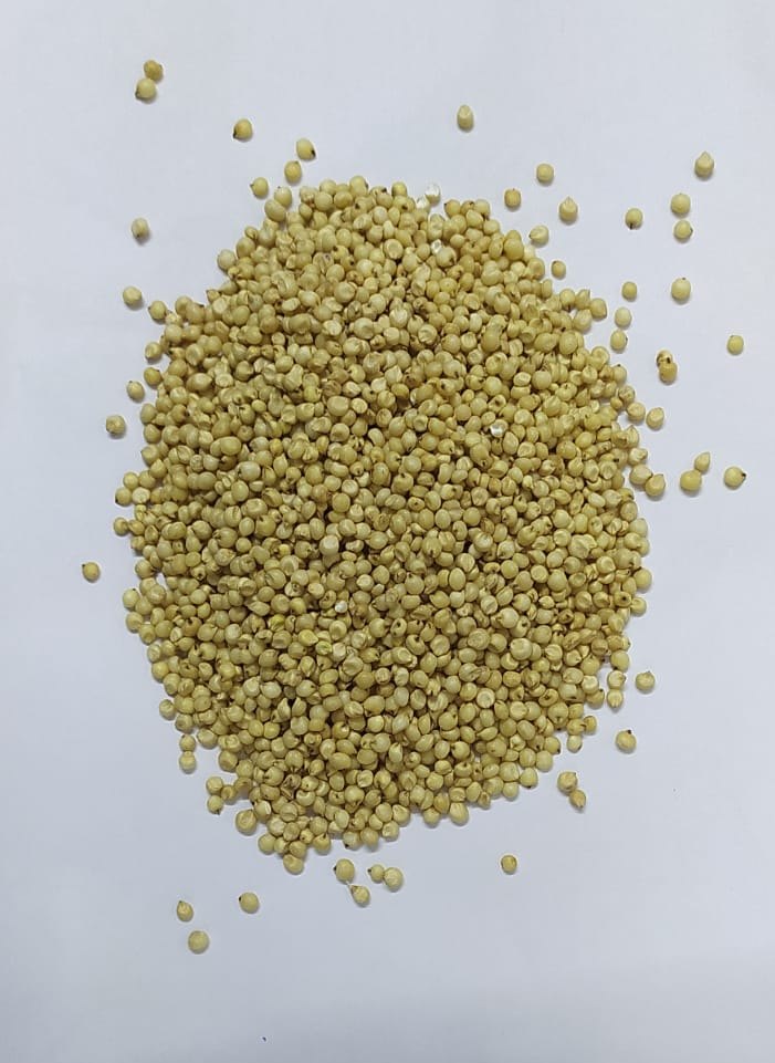 Dried Sorghum Jowar, For Food Processing, Packaging Type: Loose