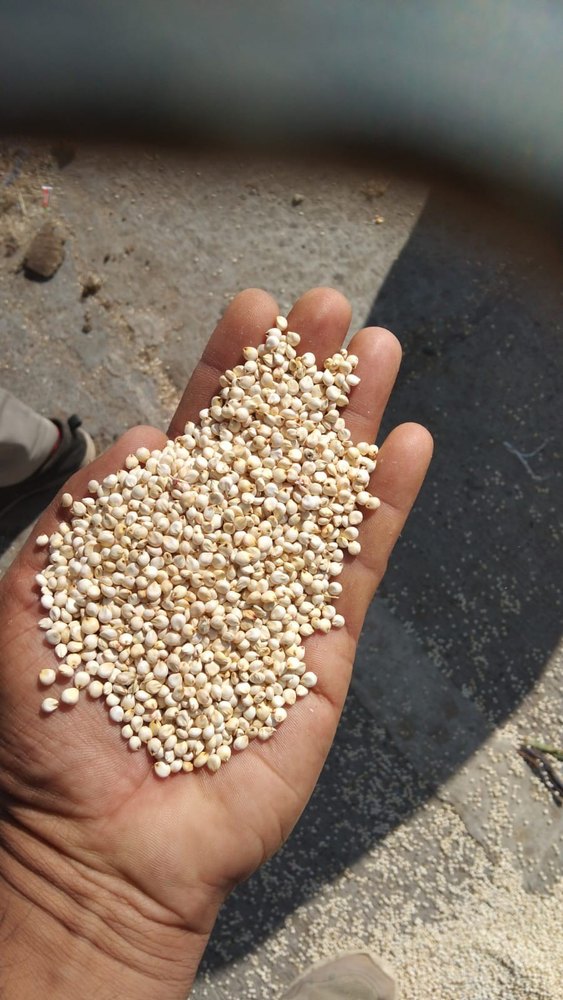 Dib White Sorghum Jawar