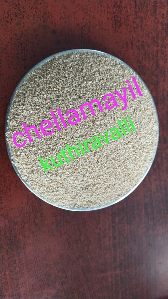 Kuthiraivali Barnyard Millet