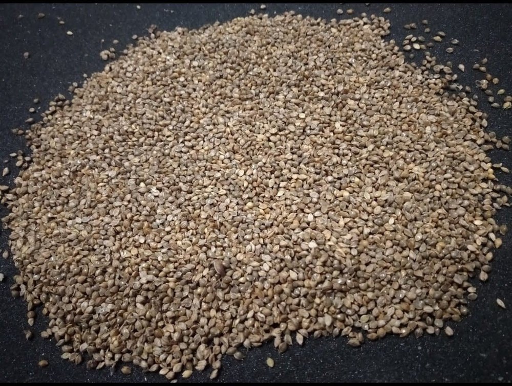 Indian Brown Barnyard Millet with shell (Jhangora), Packaging Size: 40 KG, Organic