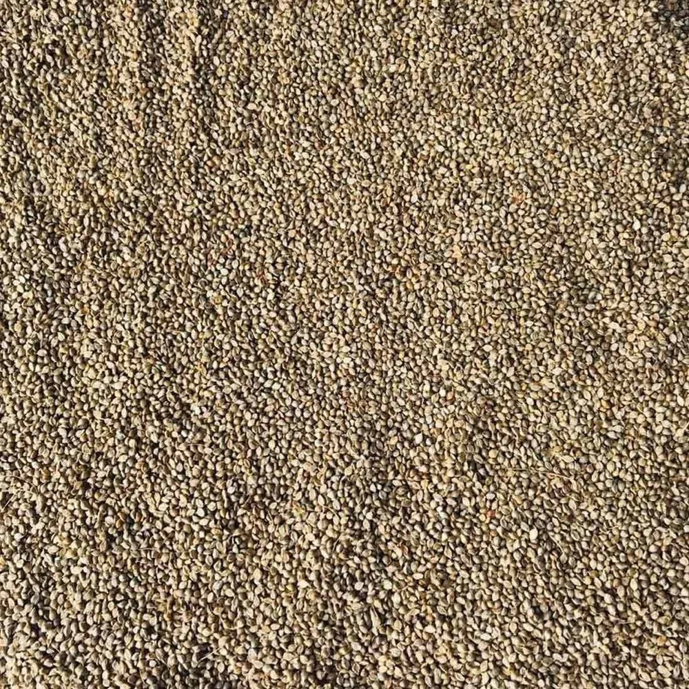 Primary Process Raw Barnyard Millet, Packaging Size: 25 kg, Gluten Free
