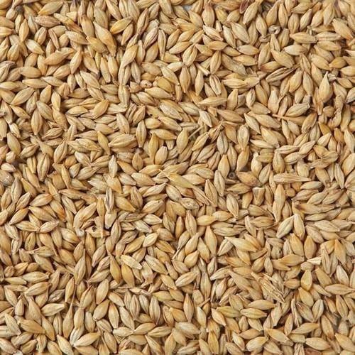 50 Kg Malting Barley, High in Protein, Packaging Type: Pp Bag