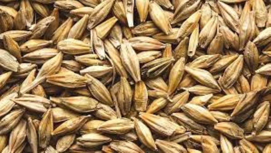 Barley, Size: 10kg, High in Protein