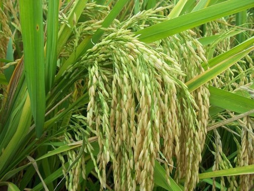 1121 White sella Basmati rice export in india, 25 kg