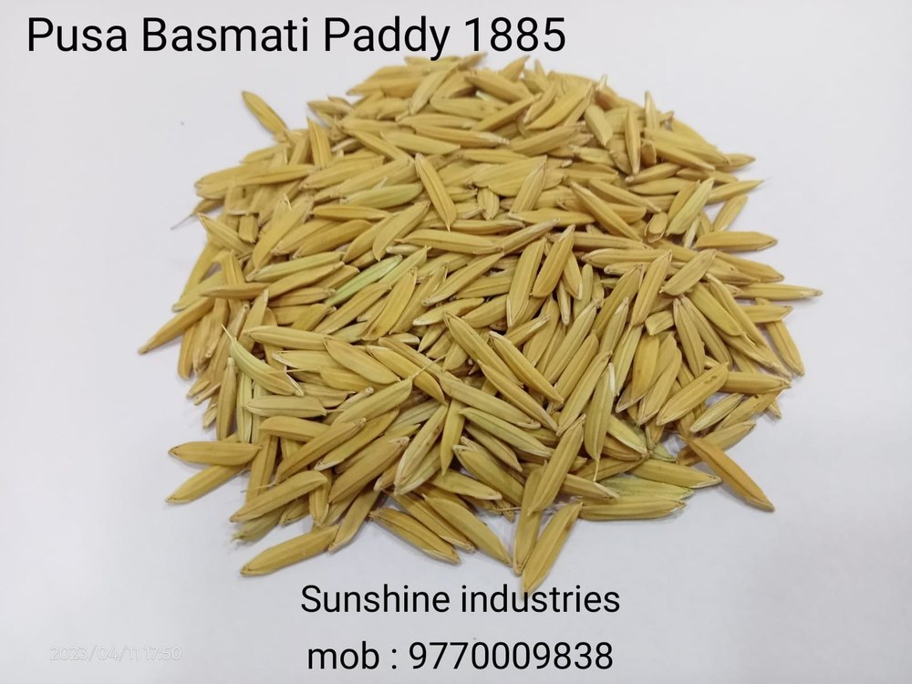 PUSA BASMATI PADDY PB1885, 10kg