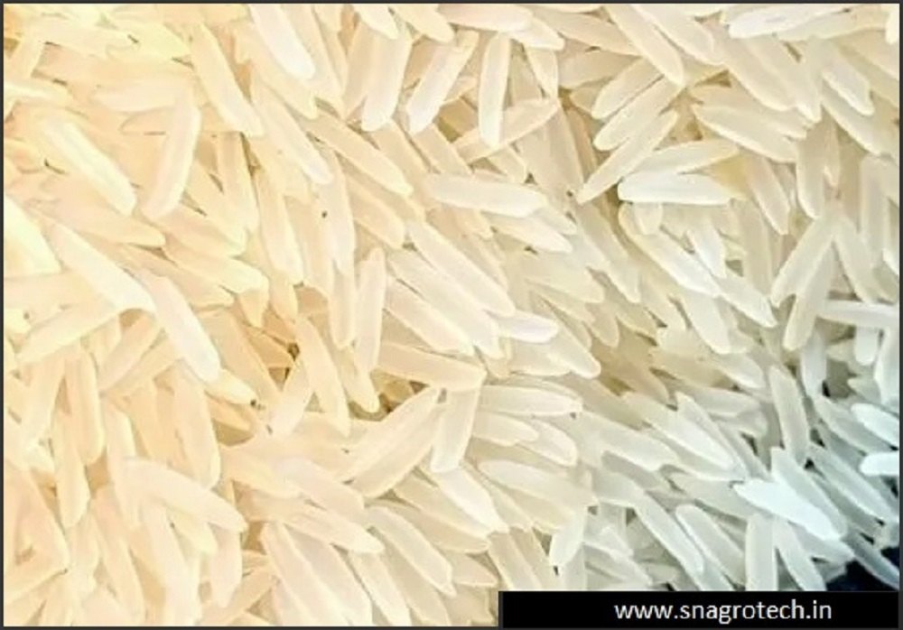 Creamy White Pusa Raw Basmati Rice
