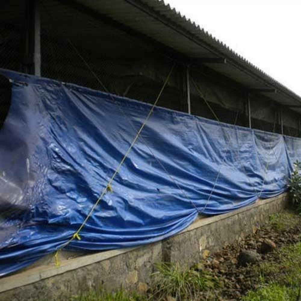Blue GSM 90, GSM 120, GSM 200 Poultry Curtain Tarpaulin