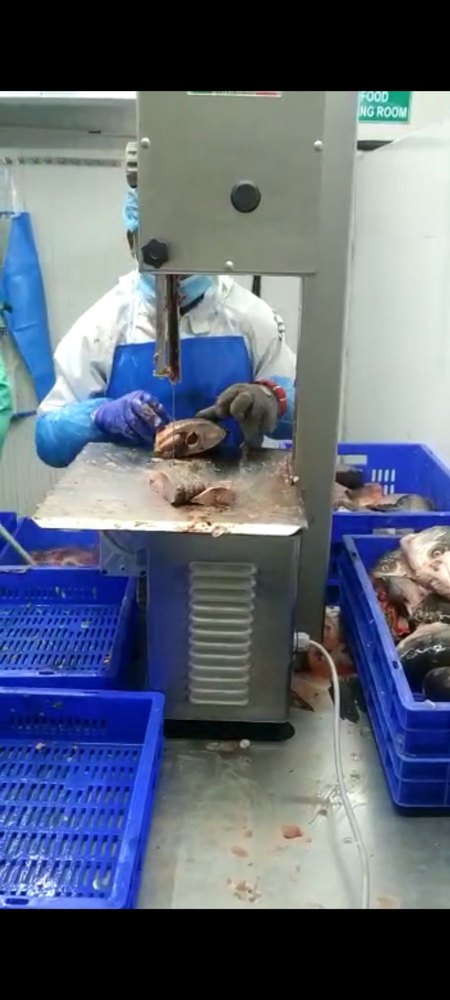 Frozen Fish Cutting Machine, 1.5 hp
