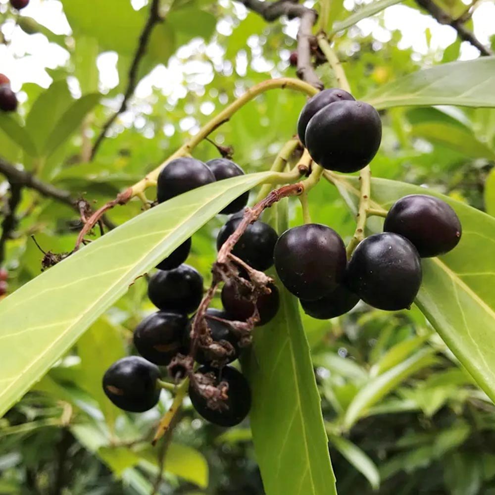 KATYANI EXPORTS Laurus nobilis Bulk Laurel Berry Oil