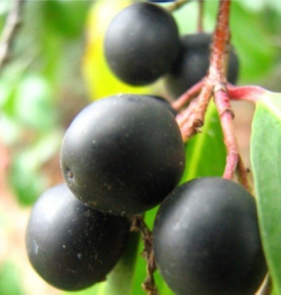 Laurel Berry Oil