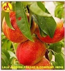 Peach Kernel Carrier Oil