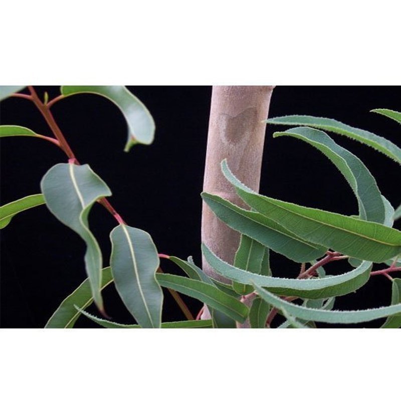 Vaibhav Perfumery Liquid Eucalyptus Oil