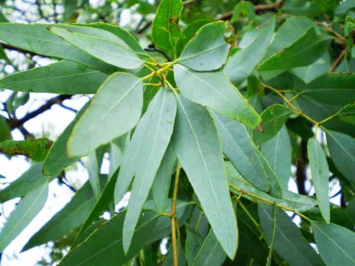 Eucalyptus Globulus 80% Oil