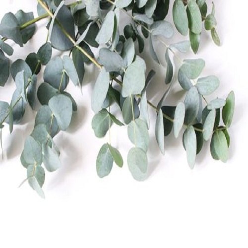 Liquid Eucalyptus Medicinal Essential oil, For Pharma, 1kg To 180kg