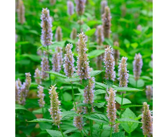 100% Pure Pogostemon cablin Patchouli Indonesia Essential Oil, For Aromatherapy