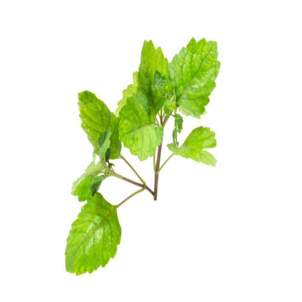 Sivaroma Patchouli Oil