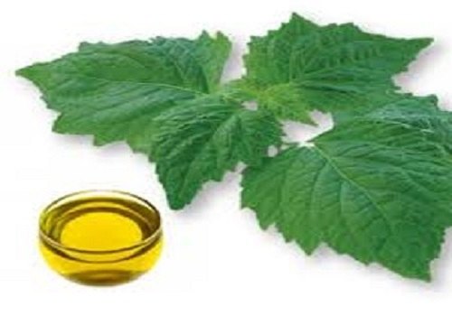 100% Flowers Patchouli Oil for Fragrance