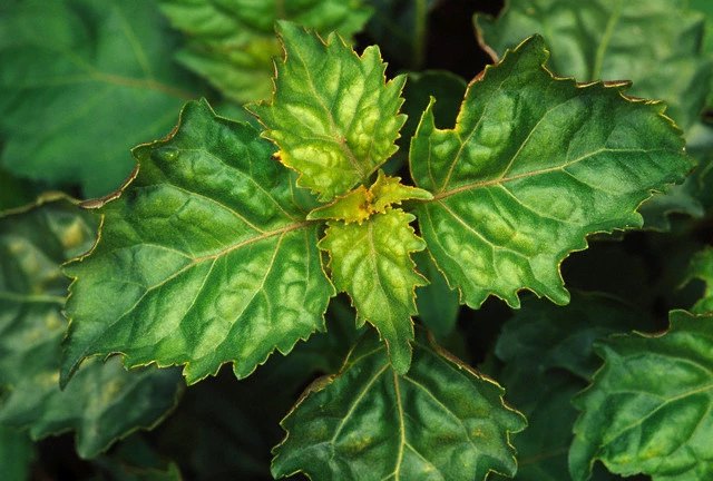 100% Pure And Natural Pogostemon Cablin PATCHOULI INDONESIA OIL, For Perfumery, Therapeutic Grade