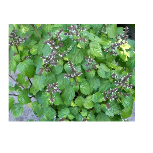 100% Pure And Natural Pogostemon Cablin Freshly Distilled Patchouli Oil
