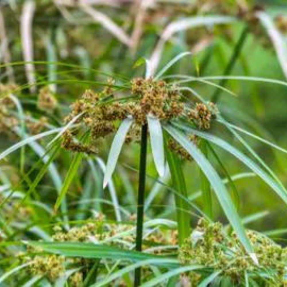 Nagarmotha Oil (Cyperus Rotundus)