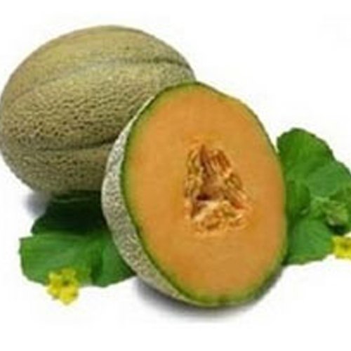 Musk Melon Oil, Seeds, Packaging Size: 1kg, 5kg And 25kg