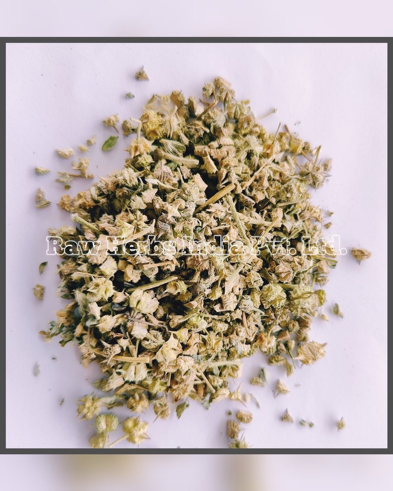 GOKHARU CHOTA - TRIBULUS TERRESTRIS - CALTROPS
