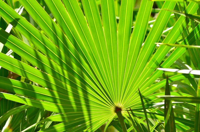 John Aromas Saw Palmetto Extract Liquid, for Personal